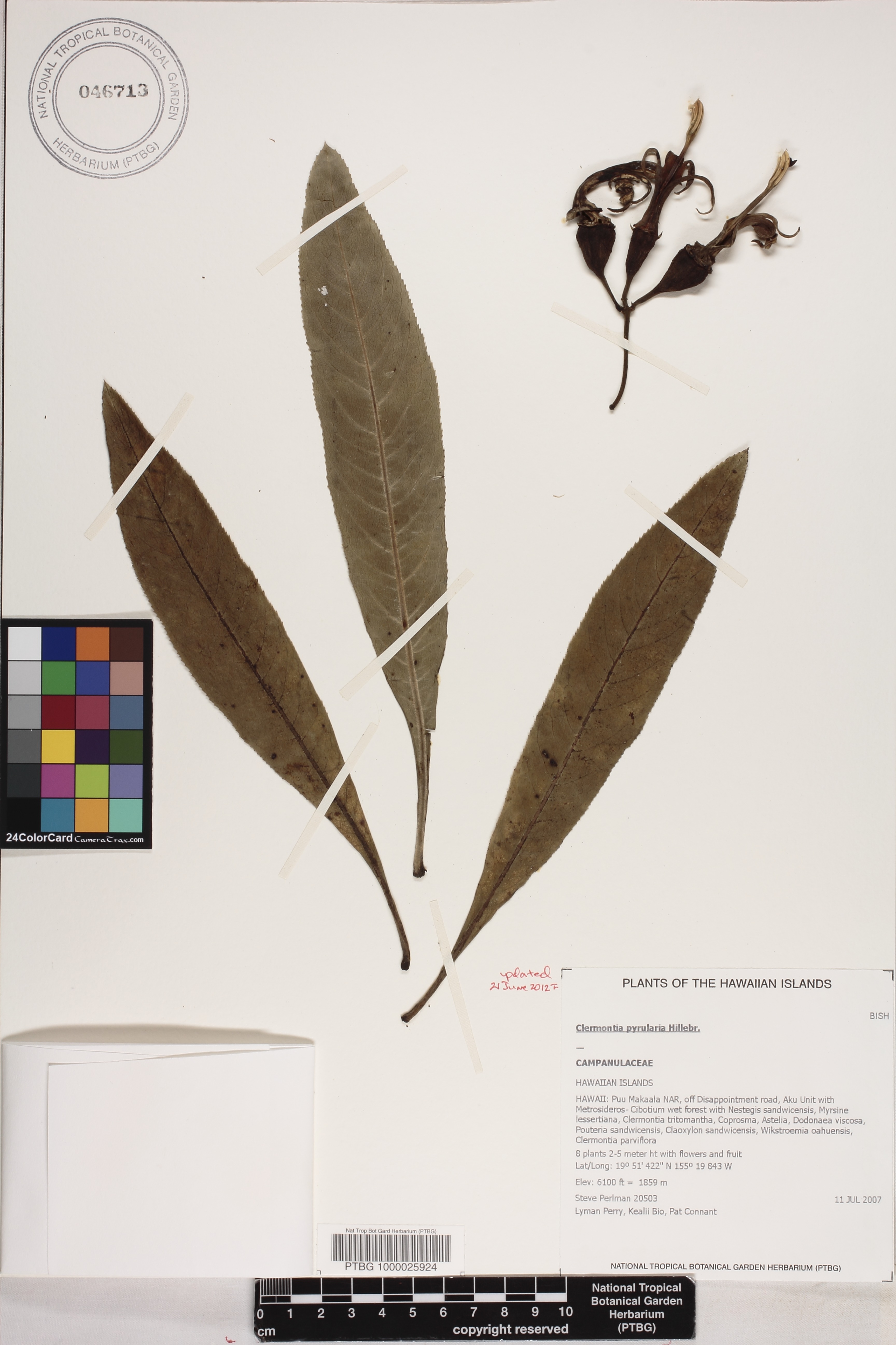 Clermontia pyrularia image